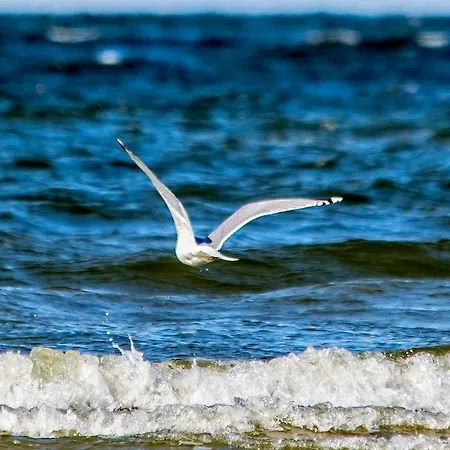 Mare-blisko Morza * 米兹多洛杰